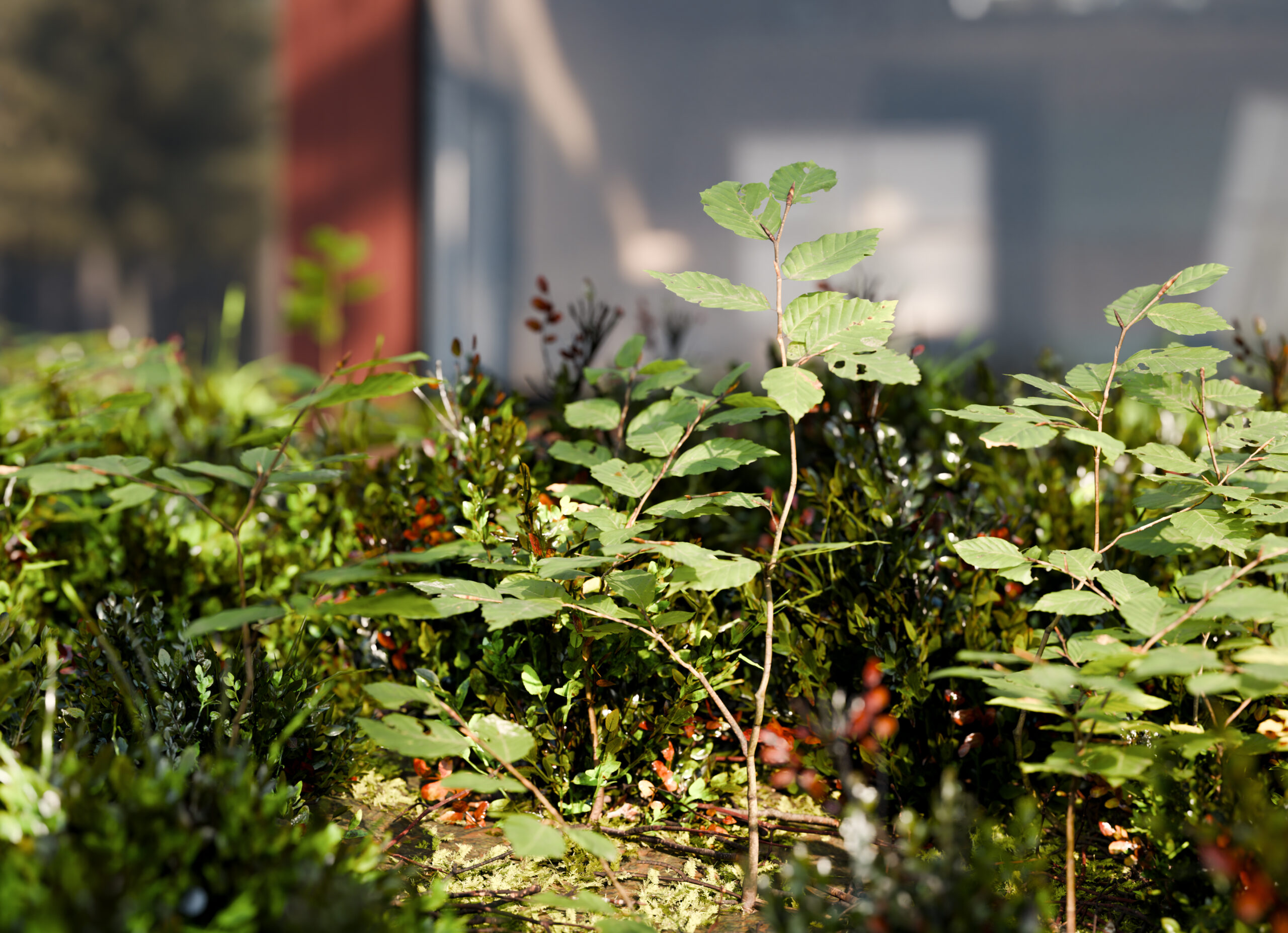 forest ground closeup